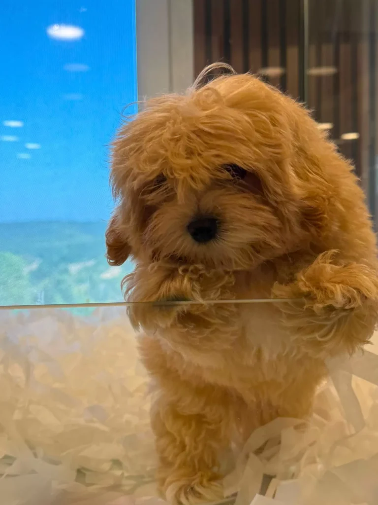 Gofret – satılık Maltipoo yavrusu