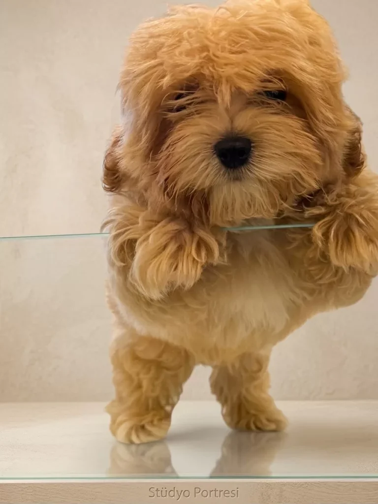 Helva – satılık Maltipoo yavrusu