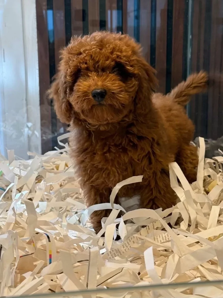 Kestane – satılık Poodle yavrusu