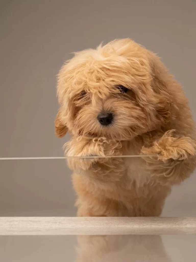 Lokma – satılık Maltipoo yavrusu