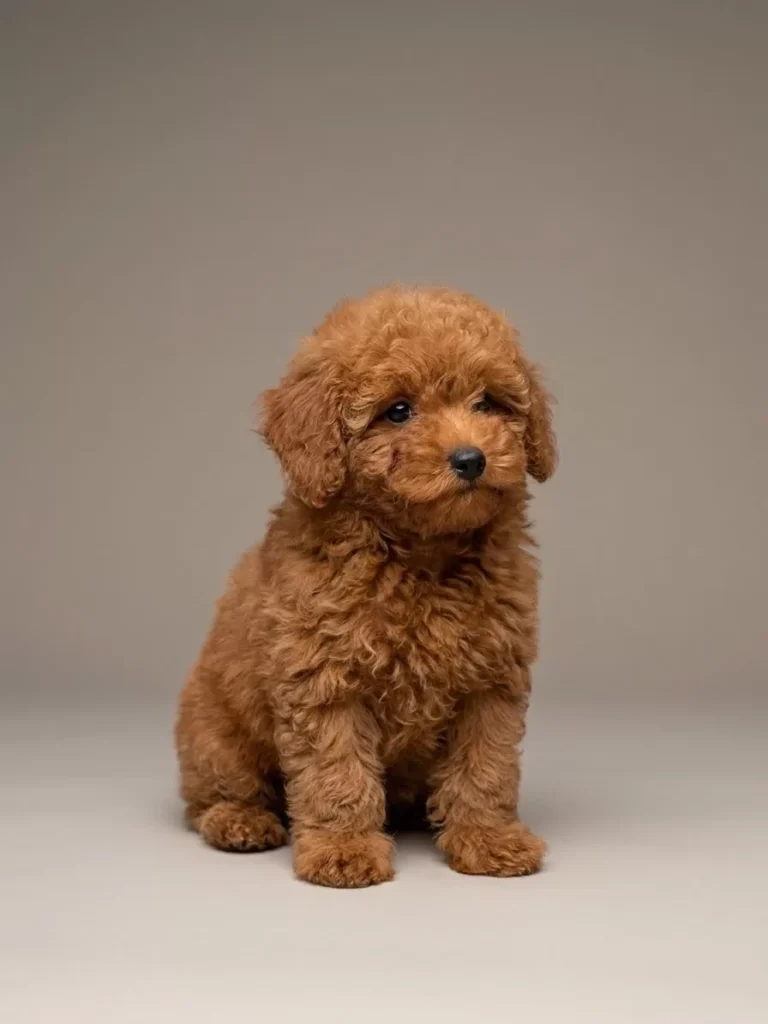 Pekmez – satılık Poodle yavrusu