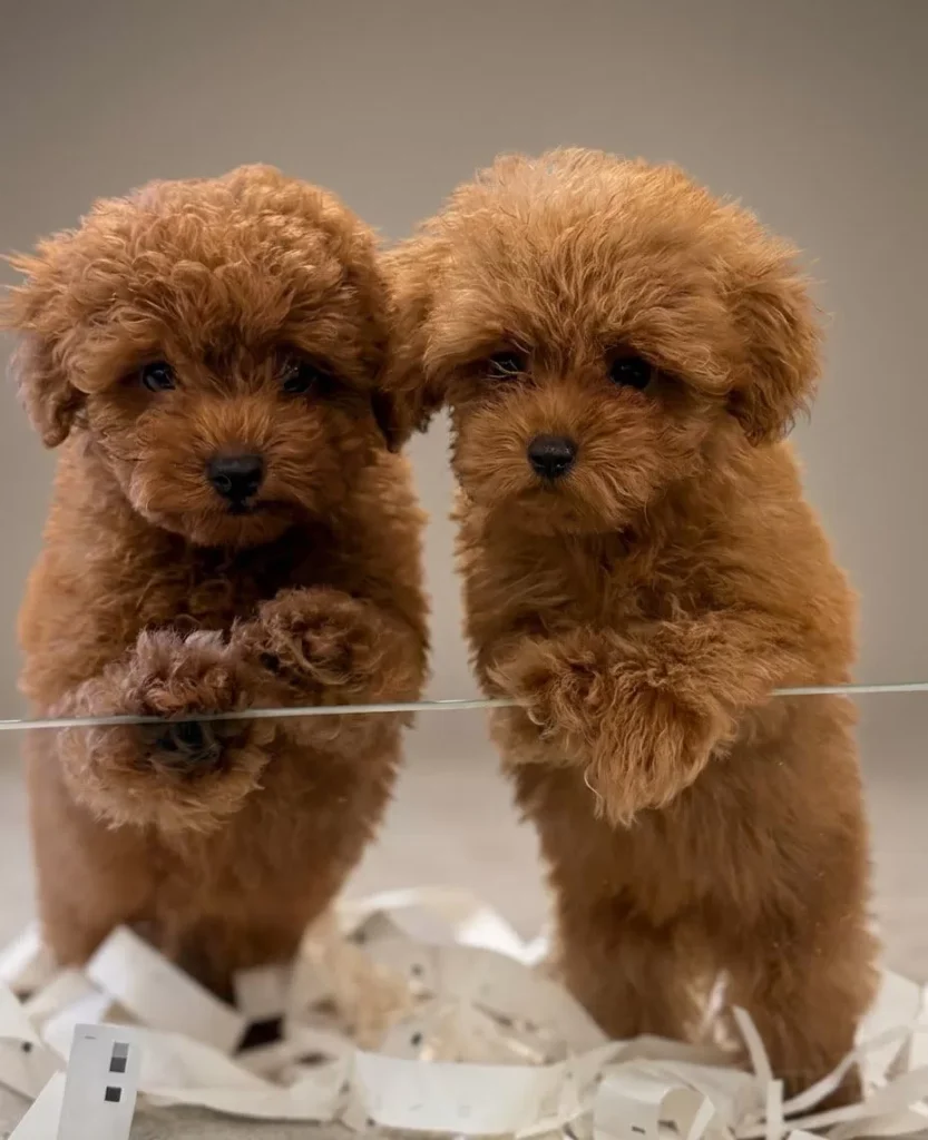 Volkan & Lav – satılık Poodle yavruları