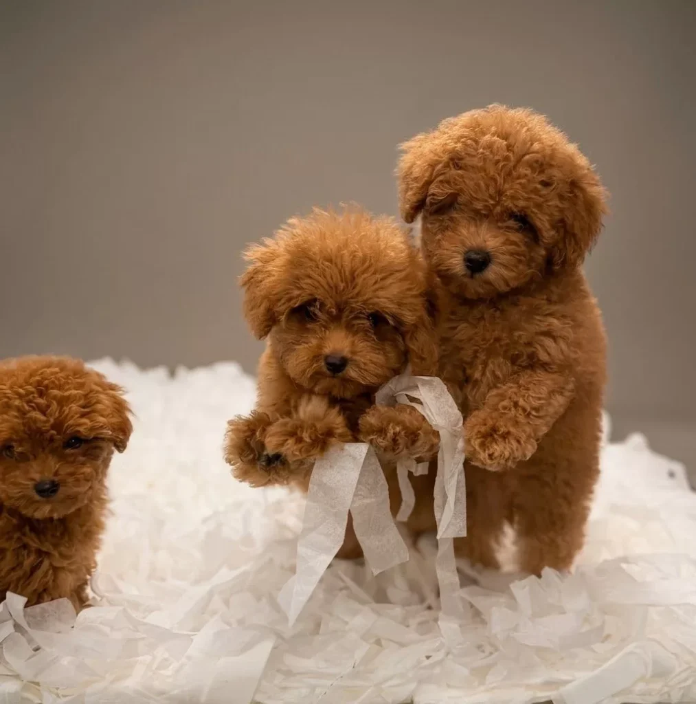 Yakut, Lal & Mercan – satılık Poodle yavruları