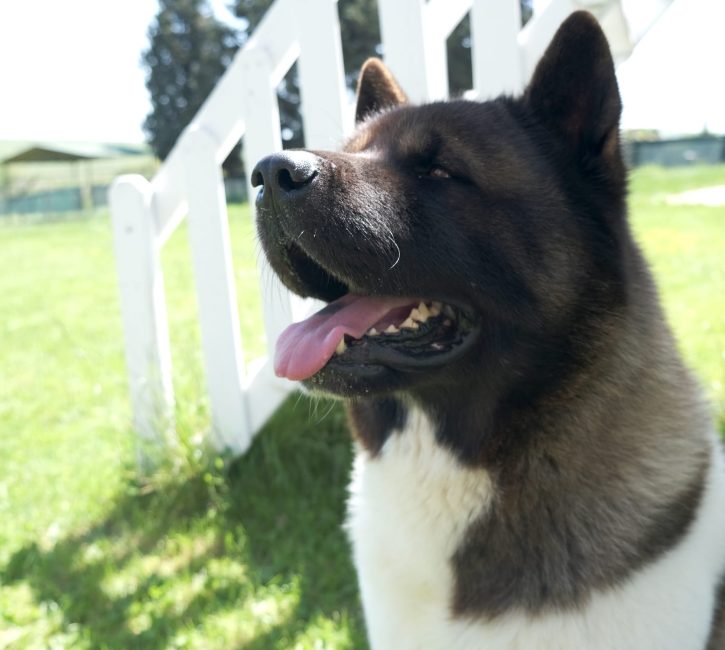 amerikan akita