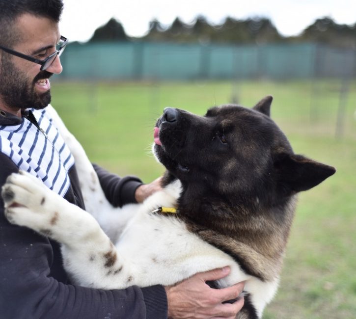 Amerikan Akita Özellikleri ve Bakımı