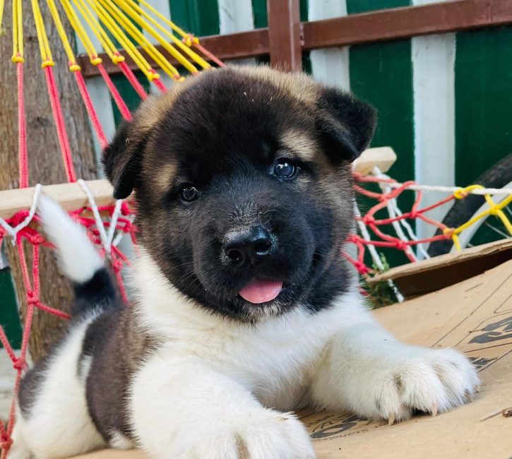 asil yavrular amerikan akita